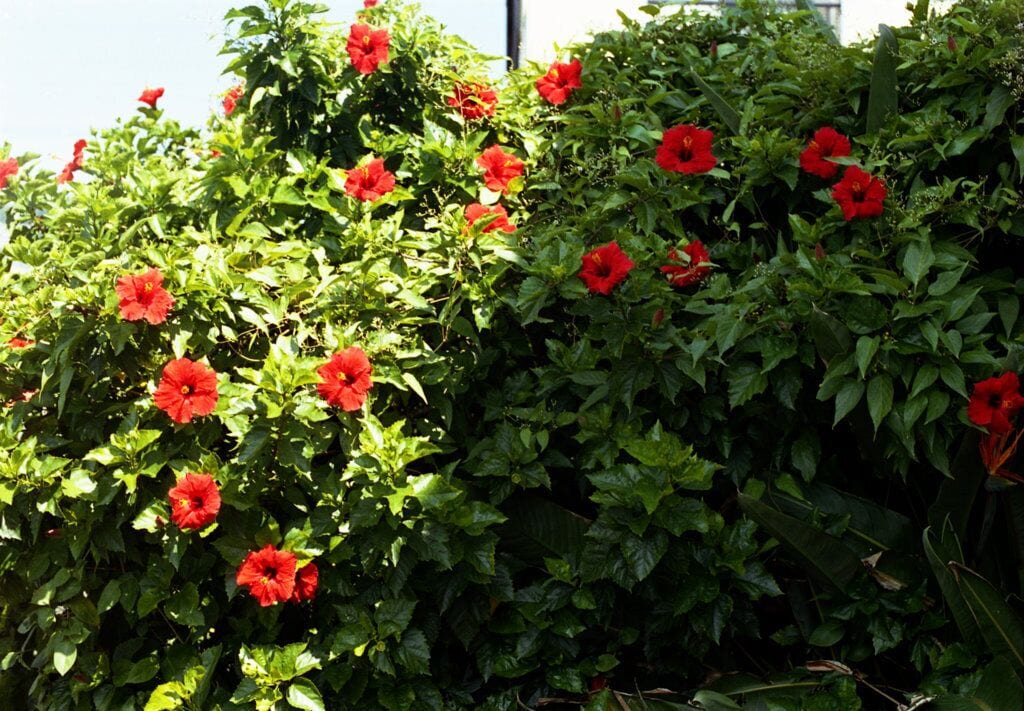 A dense shrub with vibrant red flowers and lush green foliage.