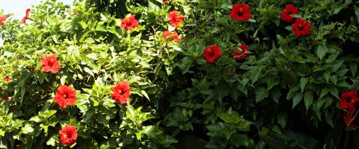 A dense shrub with vibrant red flowers and lush green foliage.