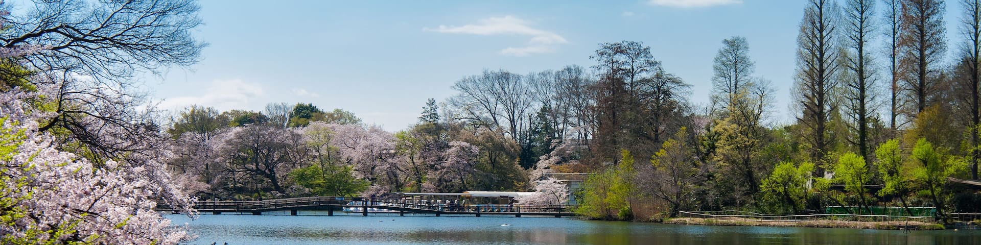 A serene lake with cherry blossoms in full bloom, a wooden bridge crossing the water, and a clear blue sky.