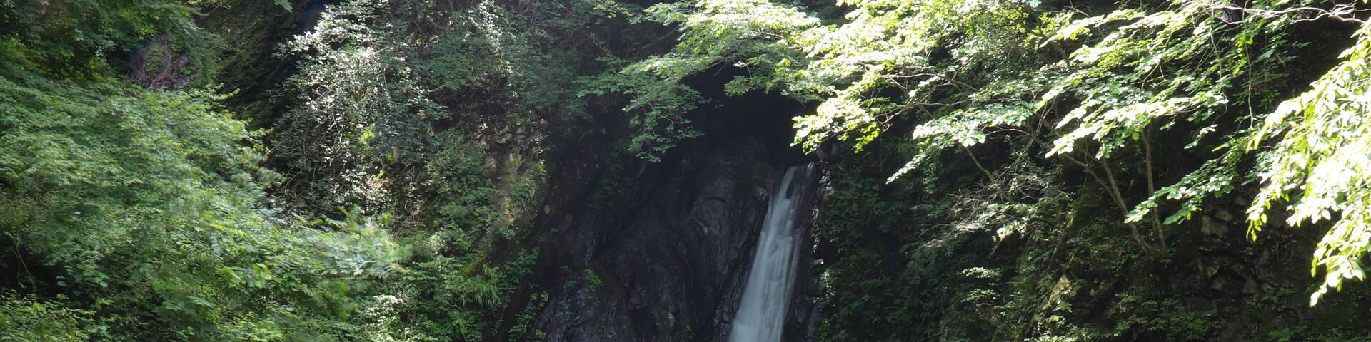 A waterfall surrounded by dense green foliage.