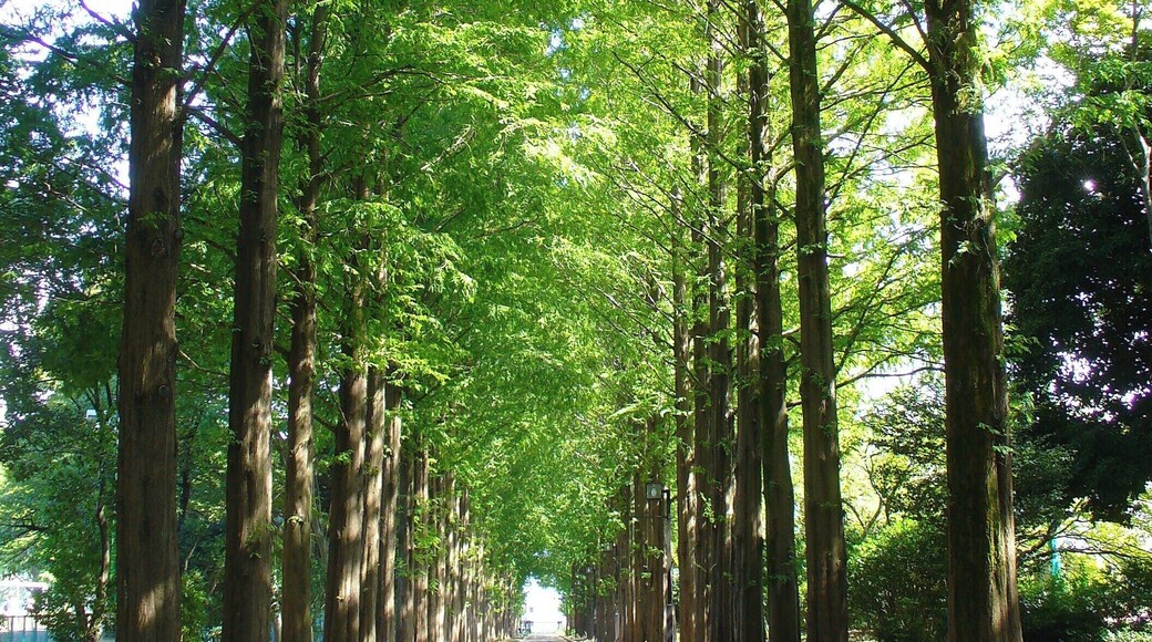 4 Chome-1 Kitakaname, Hiratsuka-shi, Kanagawa-ken 259-1207, Japan