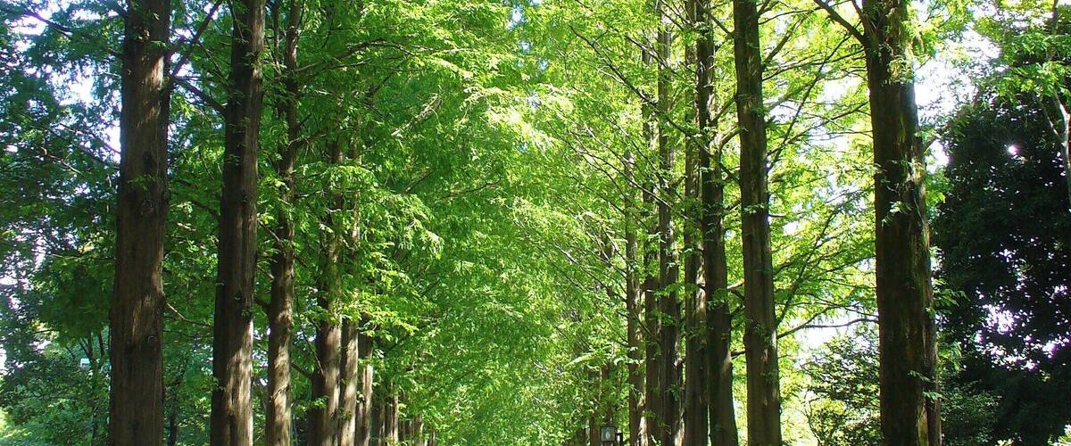 A tree-lined street with tall trees and a clear sky.