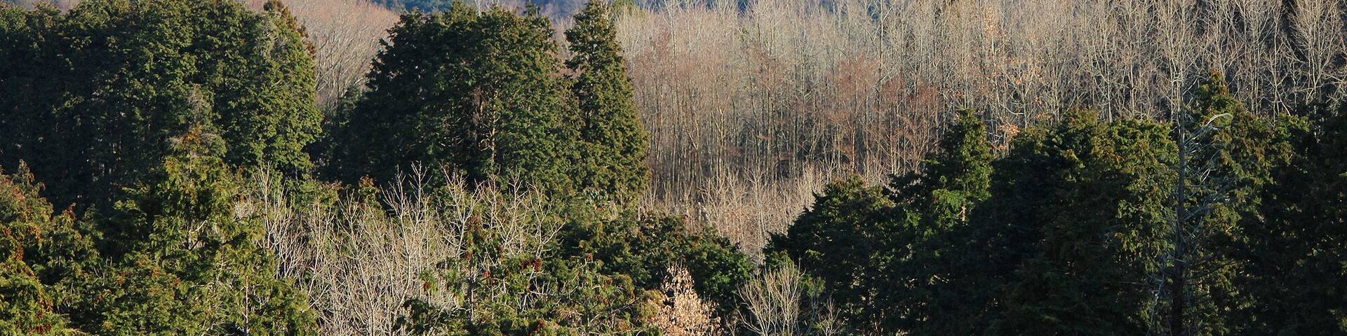 Mount Sukumo (ja) is one of the Izu-tobu Volcano Group (ja), located in Shizuoka prefecture, Japan.
