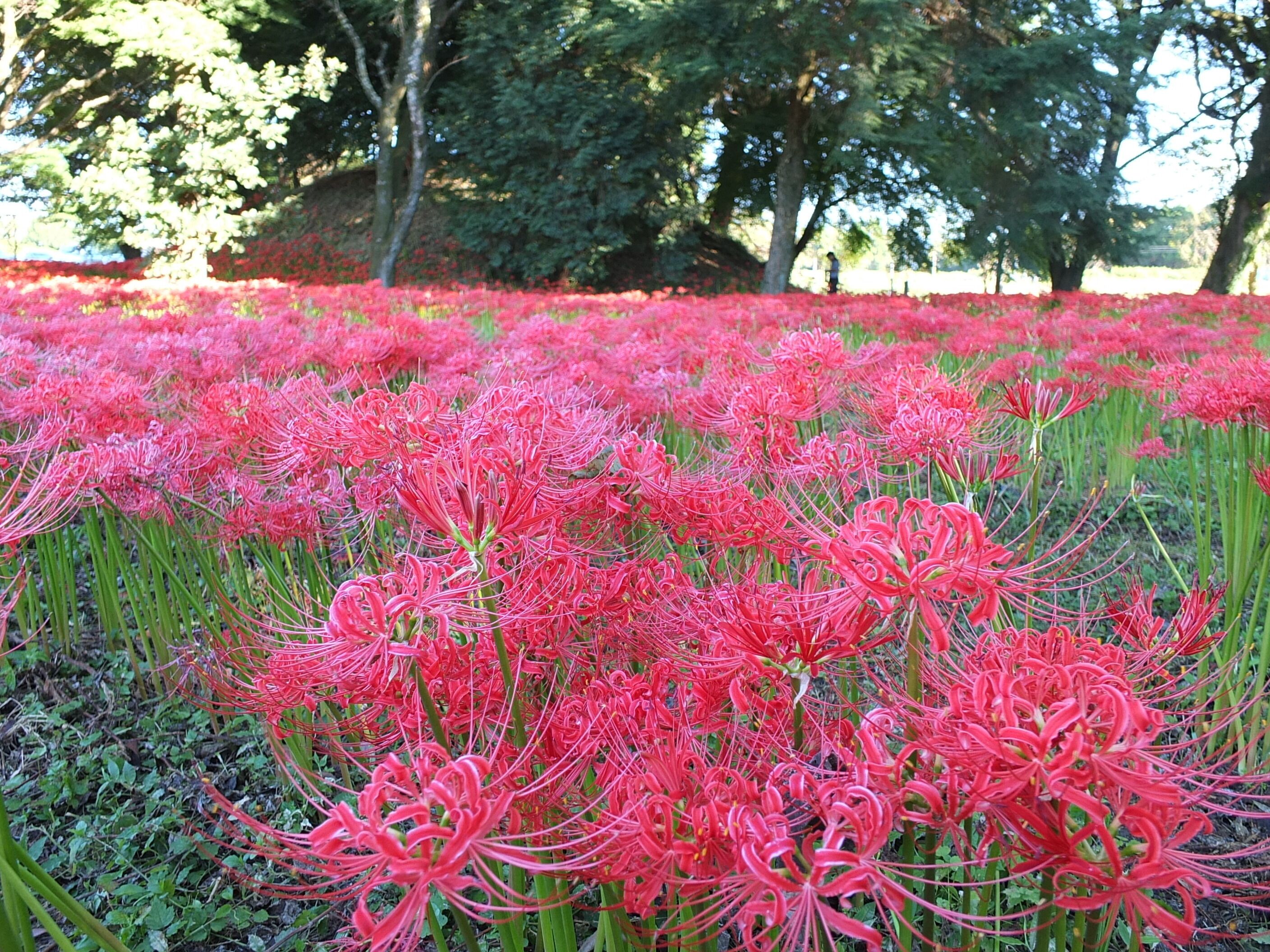 A field of pink flowers with trees in the background.