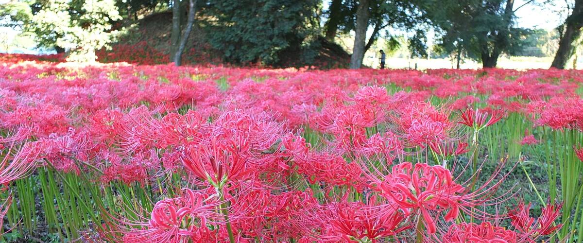 A field of pink flowers with trees in the background.
