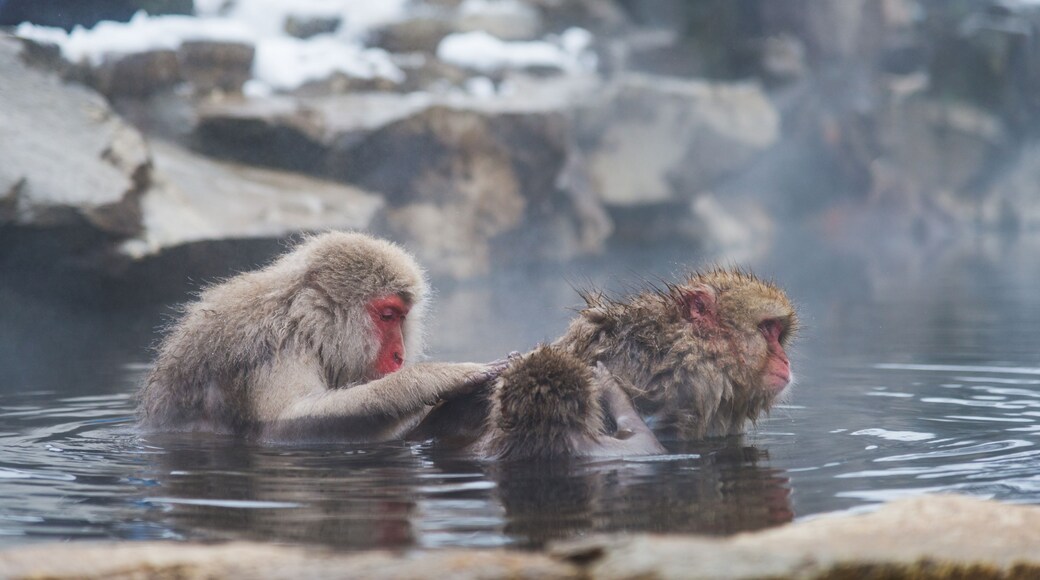 Japanese Snow monkey Macaque in hot spring Onsen Jigokudan Park, Nakano, Japan