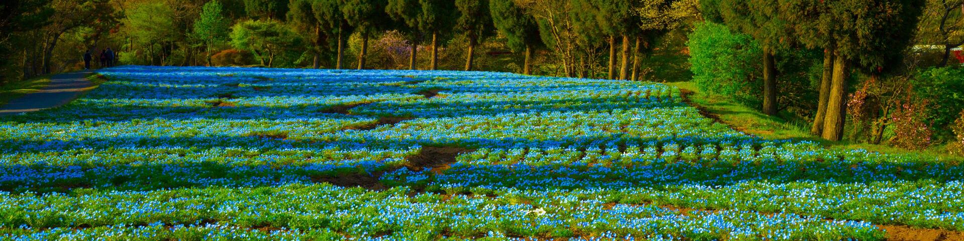 A field of blue flowers with a mountain range in the background.