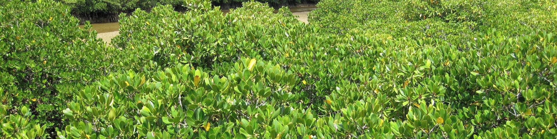 Mangrove of Gesashi Bay in Okinawa, Japan