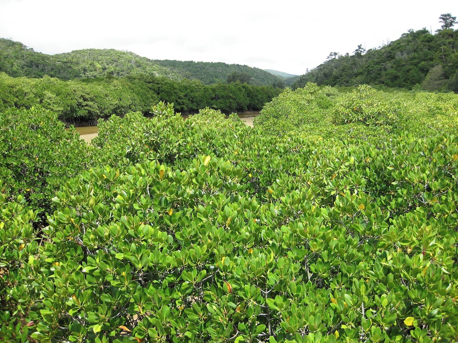 Mangrove of Gesashi Bay in Okinawa, Japan