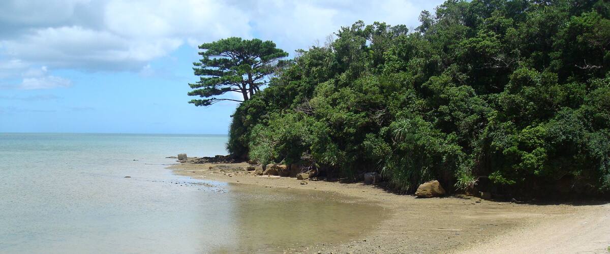 A sandy beach with clear water, a large tree, and dense green foliage.