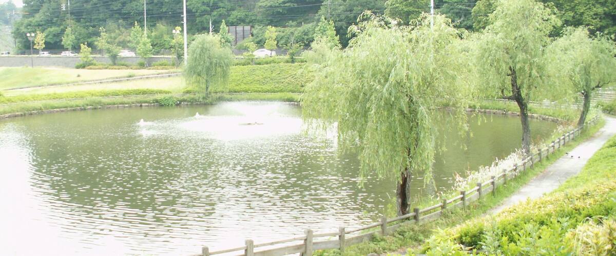 A calm pond surrounded by lush greenery and a wooden fence.