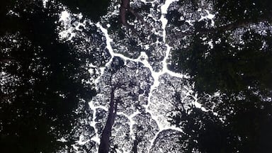 Un bosque denso con una red de senderos blancos.