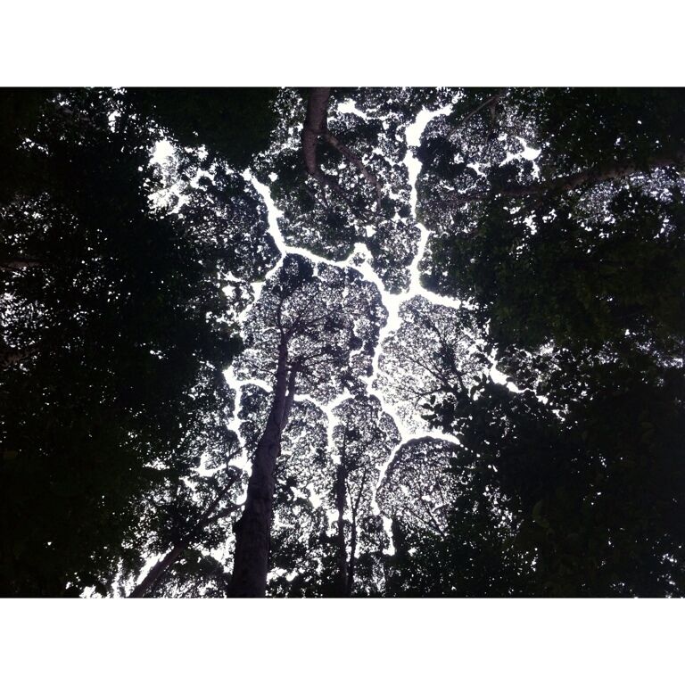 A dense forest with a network of white paths or trails.