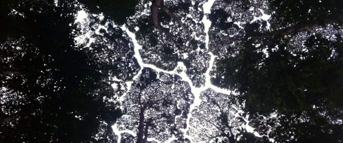 A dense forest with a network of white paths or trails.
