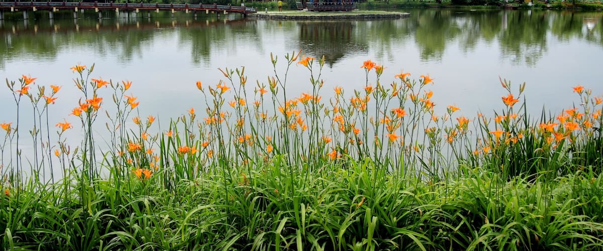 A serene lake with lotus flowers in the foreground, a traditional pavilion, and a row of trees in the background.