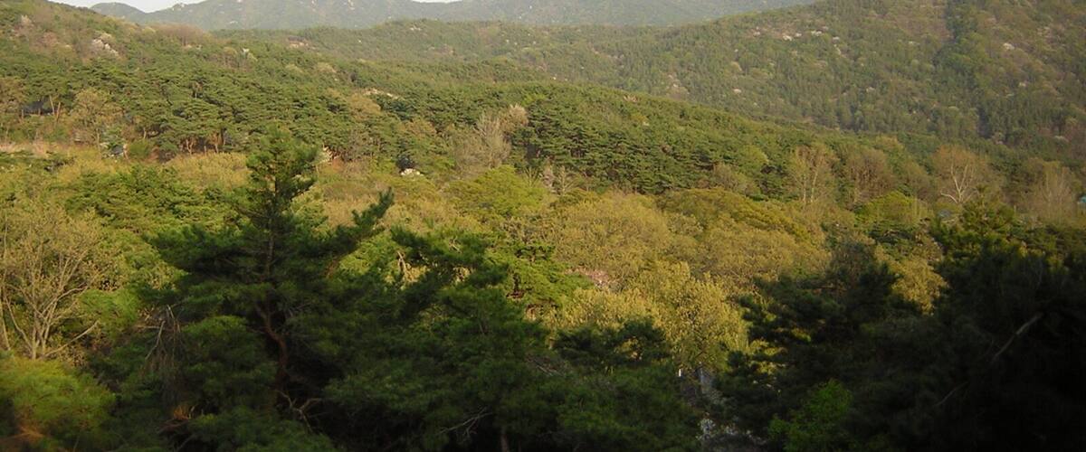 A mountainous landscape with dense green forests and hills in the background.