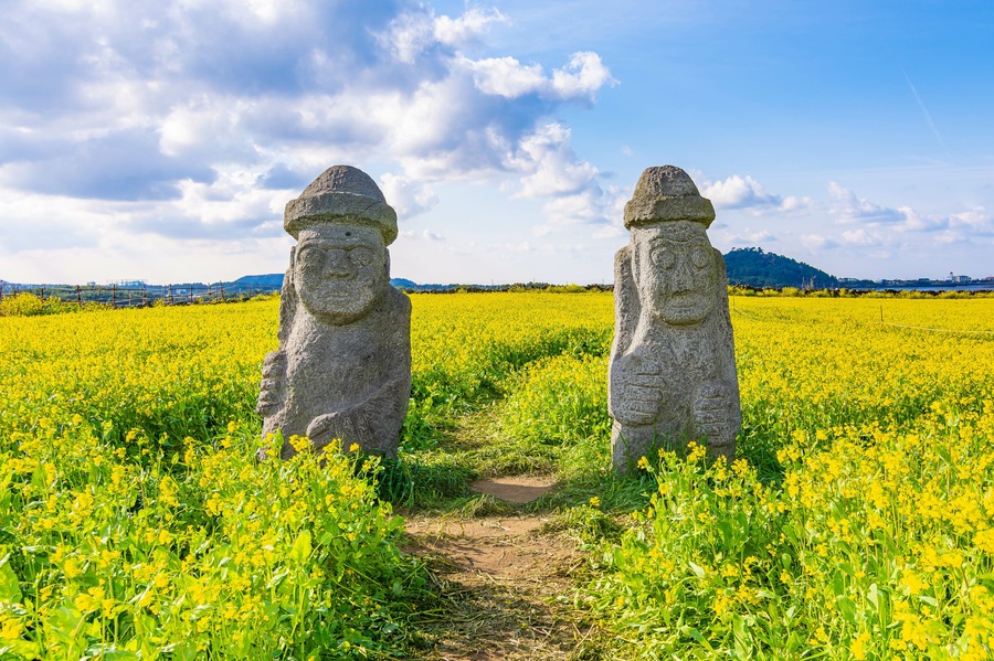 Iconic stone figures with Yellow Canola Field in the background, on Jeju Island, South Korea.