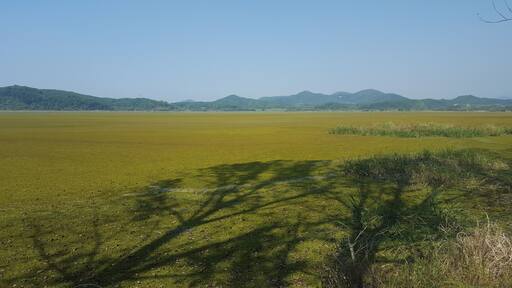 Wetlands slowly turning into fall colour. Shadows of trees falling on the waters.