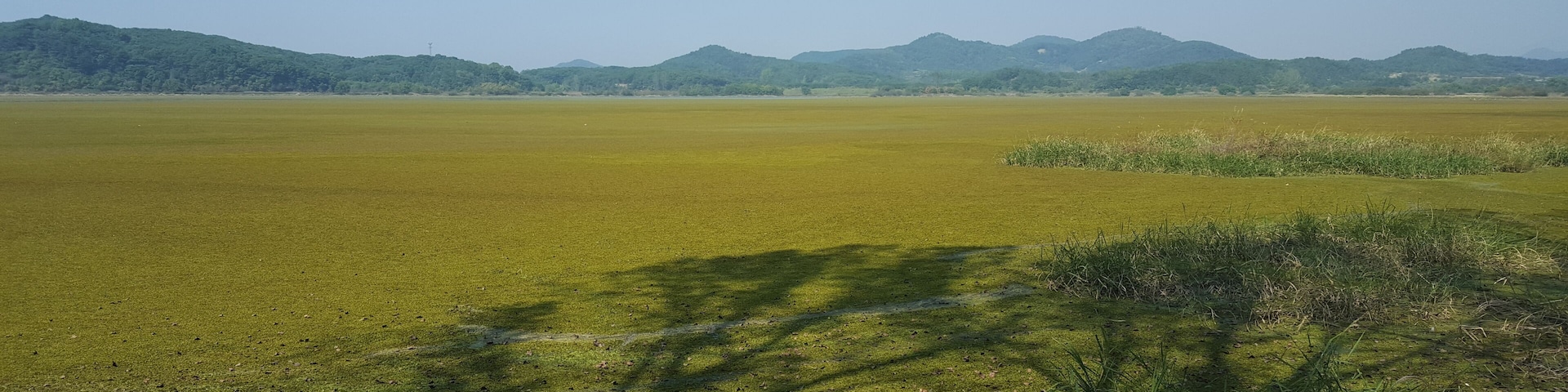 Wetlands slowly turning into fall colour. Shadows of trees falling on the waters.