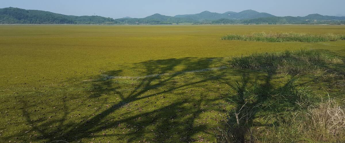 A vast green field with distant mountains under a clear sky.