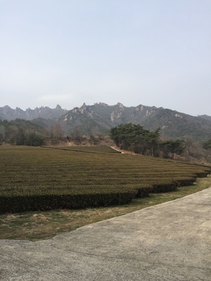 green tea farm