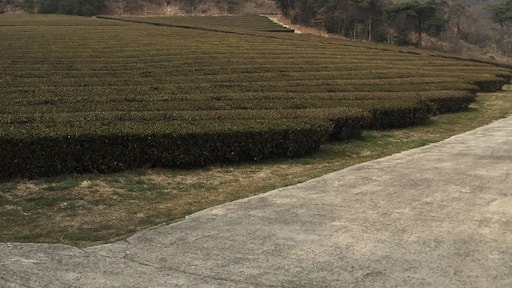 green tea farm
