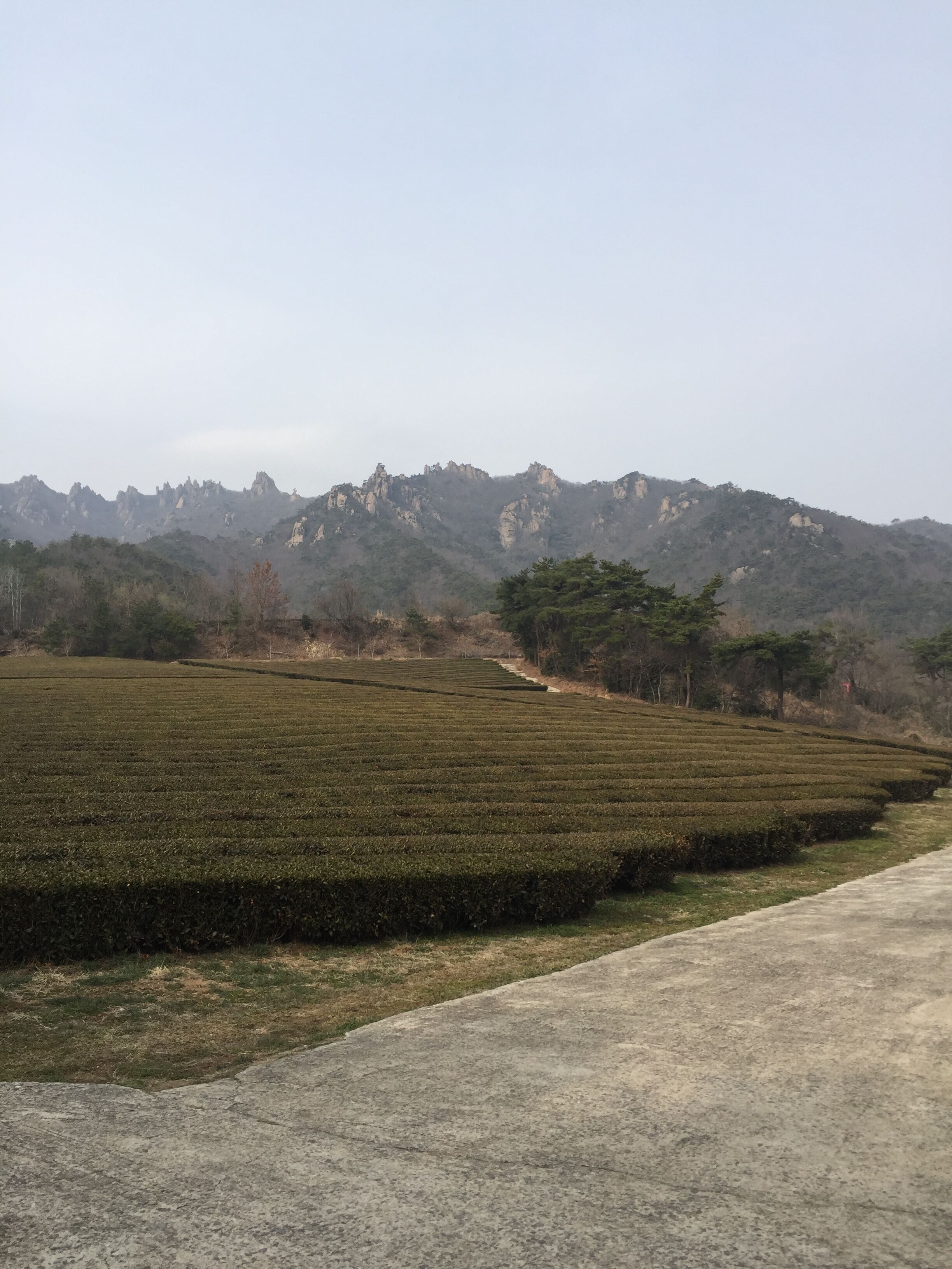 A terraced tea plantation with a mountain range in the background.