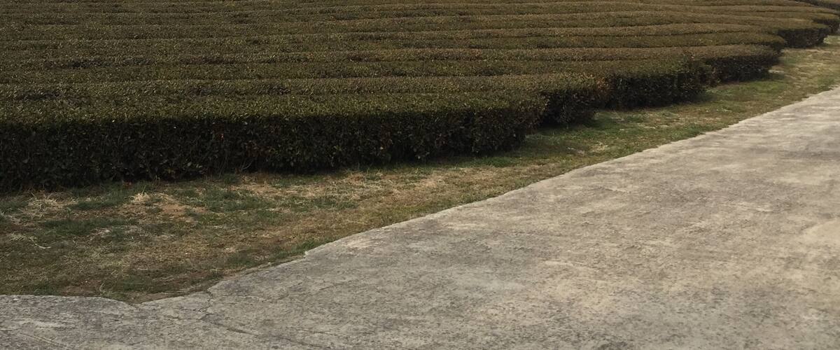 A terraced tea plantation with a mountain range in the background.