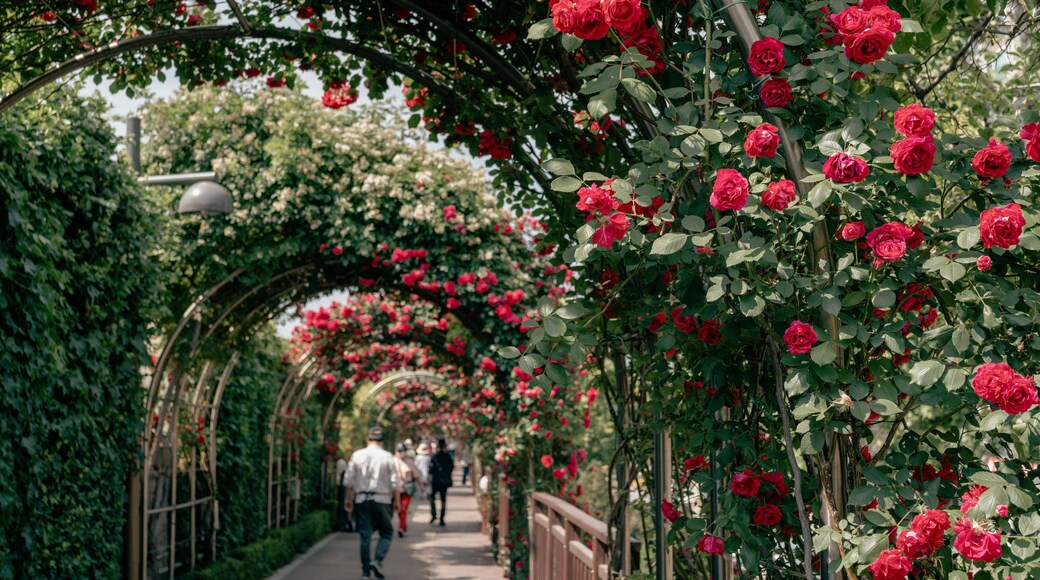 Jungnang Rose Park, Seoul Rose Festival along the Jungnangcheon Stream in Seoul, Korea