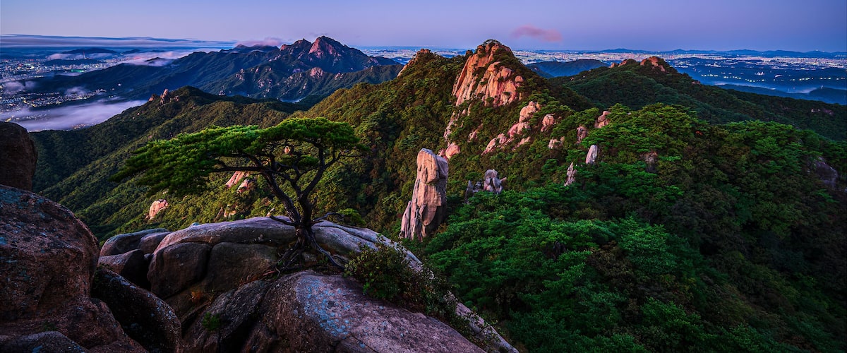 A dawn view of Mount Dobongsan in Seoul and pine trees on the cliffs of Bukhansan National Park in Dobong-gu, Seoul, South Korea.