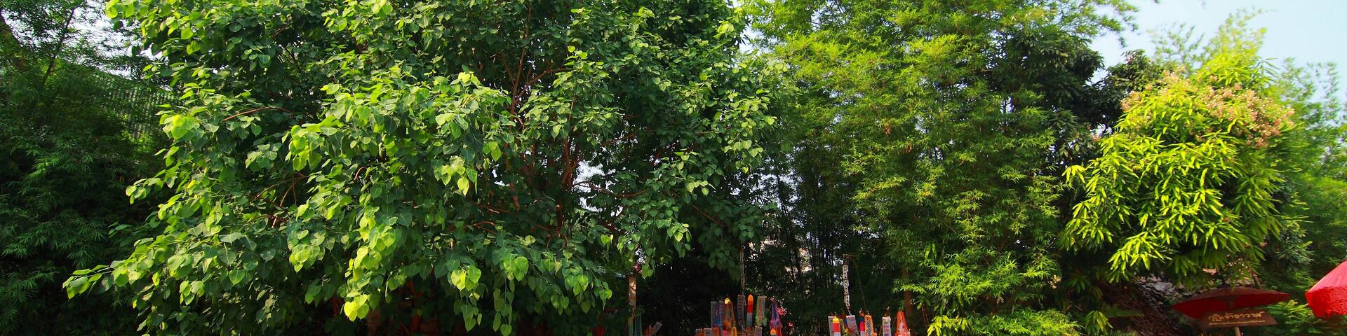 Songkran Festival at Wat Phan Tao