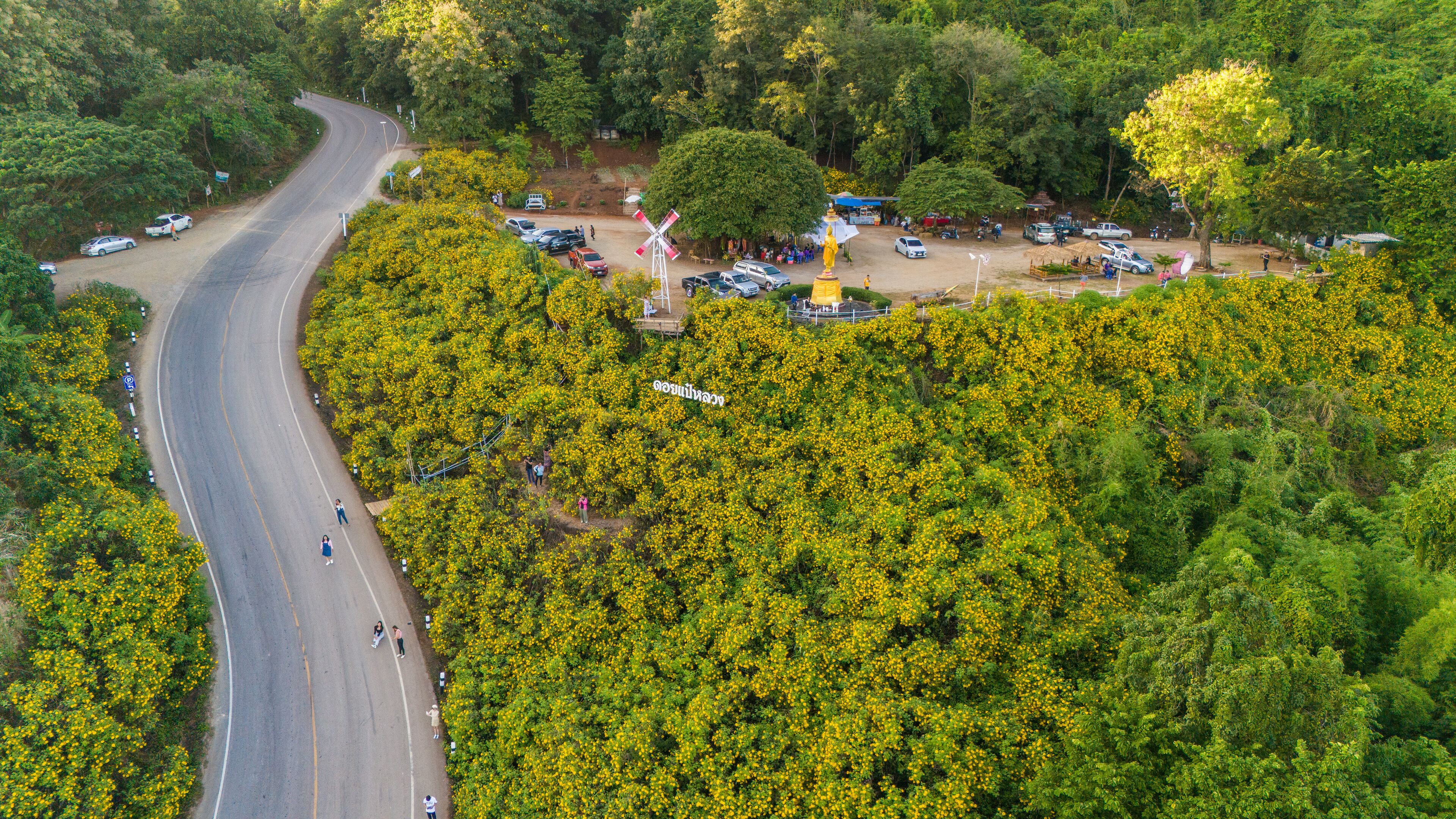 An aerial view of a winding road through a lush green area with yellow flowering trees and a windmill.