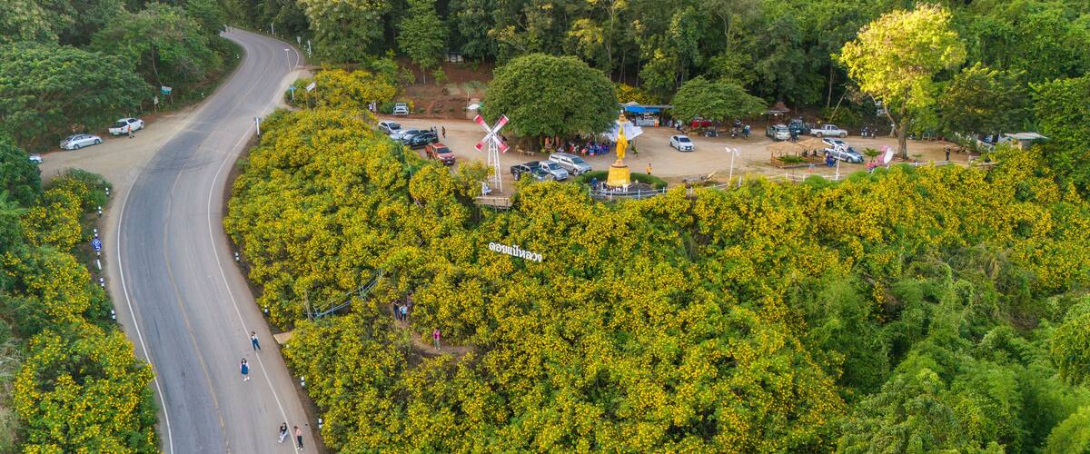 An aerial view of a winding road through a lush green area with yellow flowering trees and a windmill.