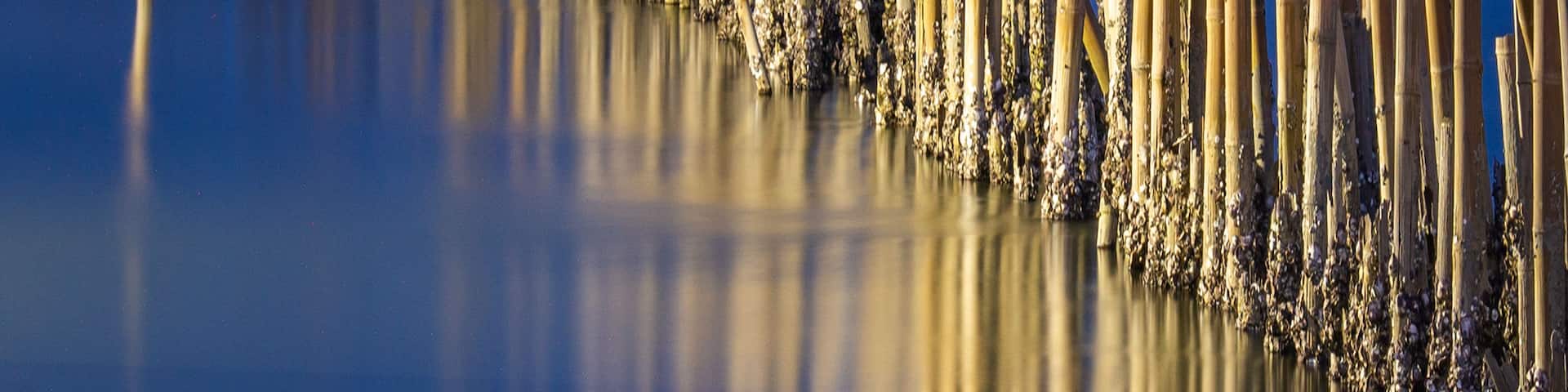 A series of bamboo poles standing upright in water, reflecting the sky.