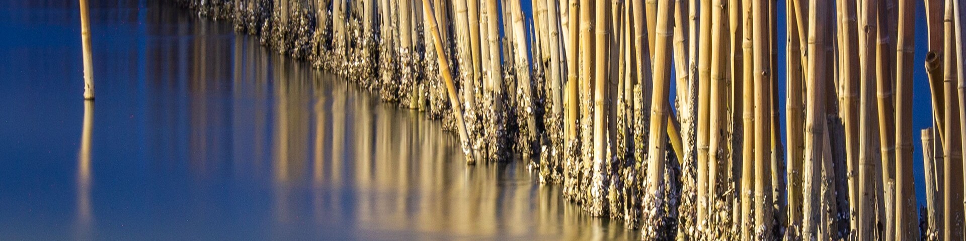 Vários bambus fincados na água, refletindo o céu.