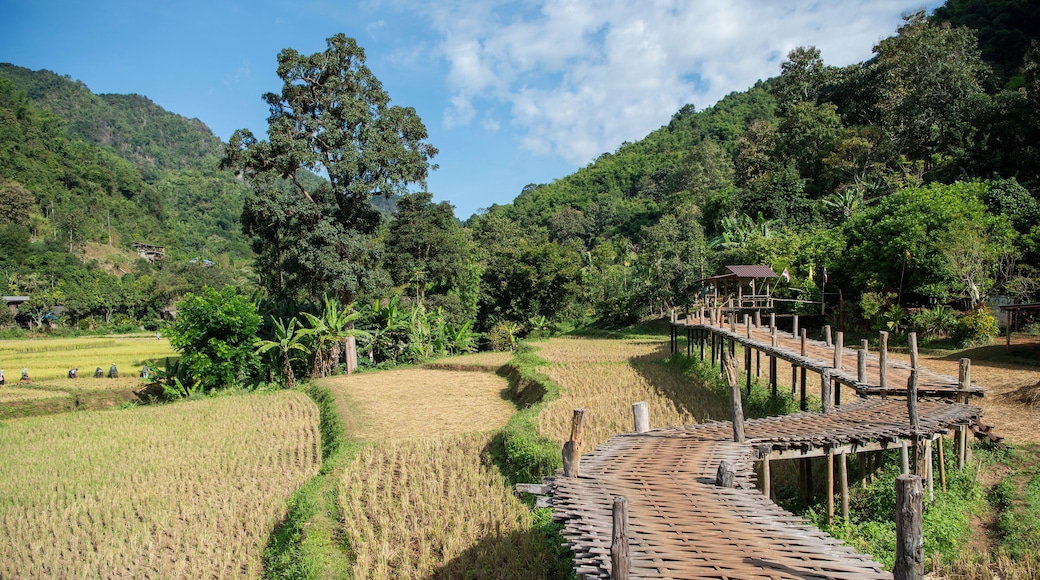 THAILAND PHRAE WAT NA KHU HA RICEFIELD