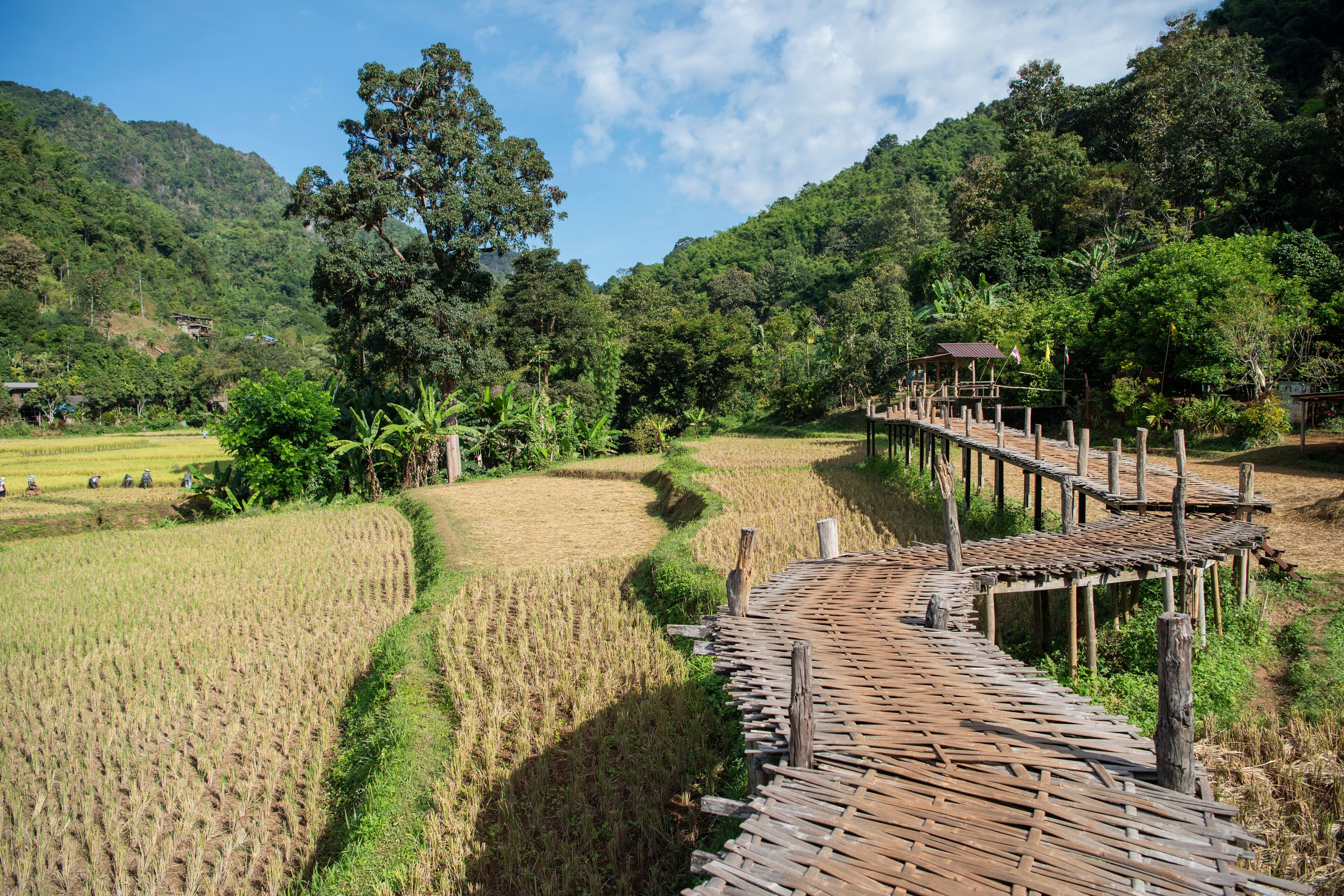 A wooden bridge over a rice field with a mountain in the background.
