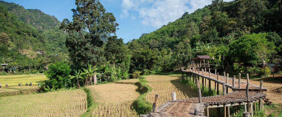 A wooden bridge over a rice field with a mountain in the background.