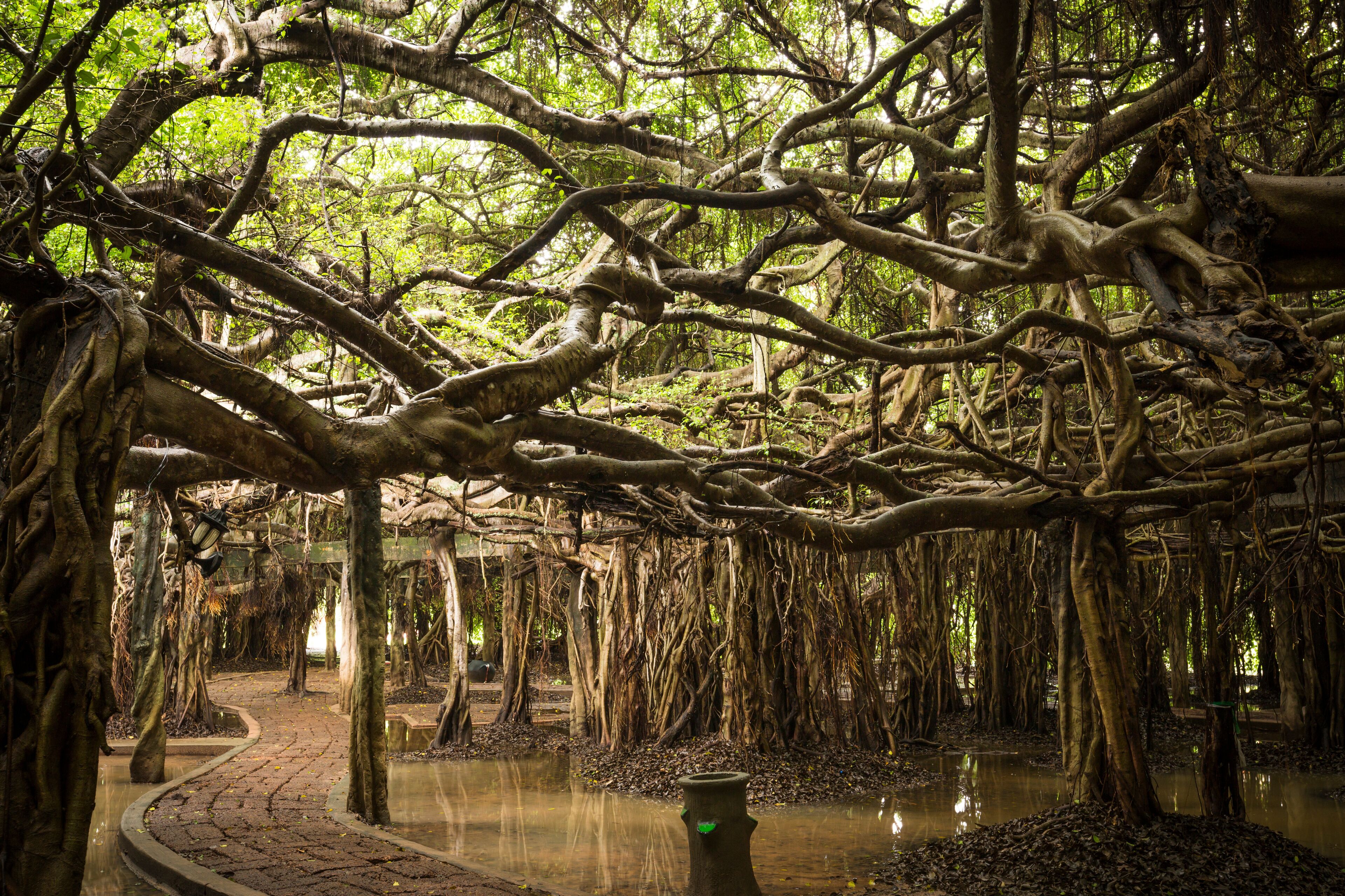 walking way under amazing banyan spread on wetland, Sai Ngam park, Phimai District, Nakhon Ratchasima Province, Thailand