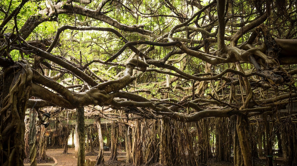 walking way under amazing banyan spread on wetland, Sai Ngam park, Phimai District, Nakhon Ratchasima Province, Thailand