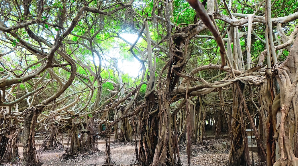 Banyan tree (Sai Ngam) in Phimai district, Nakhon Ratchasima Province, Thailand