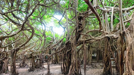 Banyan tree (Sai Ngam) in Phimai district, Nakhon Ratchasima Province, Thailand