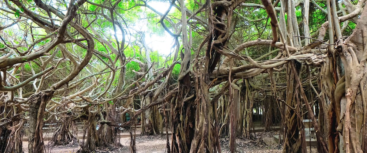 A dense thicket of intertwined tree roots and branches, with a ground covered in fallen leaves.
