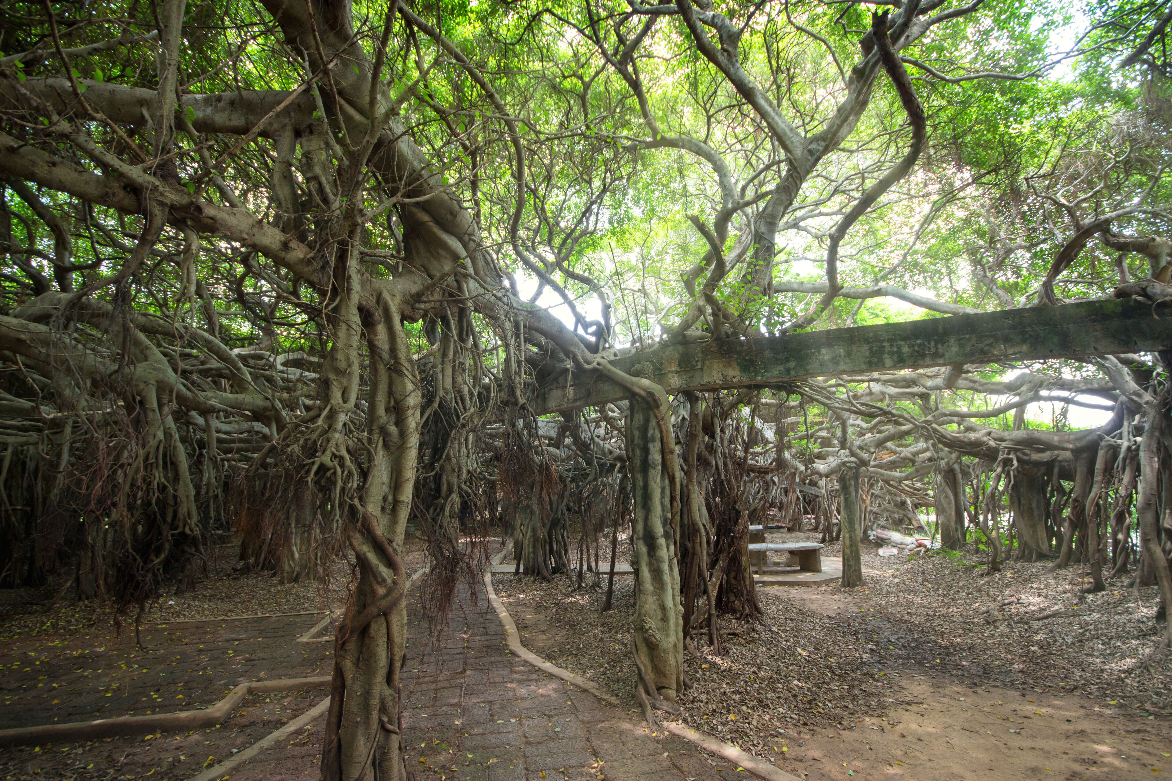 Amazing banyan tree at Sai Ngam Phimai District, Nakhon Ratchasima, Thailand.