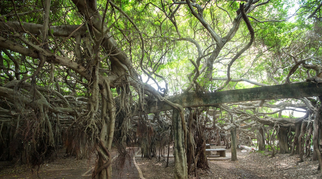 Amazing banyan tree at Sai Ngam Phimai District, Nakhon Ratchasima, Thailand.