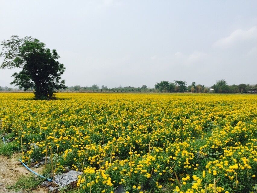 Flower Field at Lop Buri
