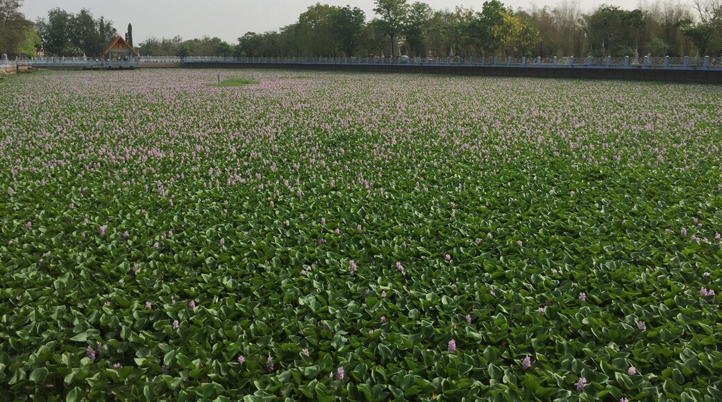 ทุ่งดอกไม้น้ำ