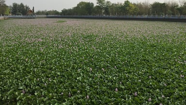 ทุ่งดอกไม้น้ำ