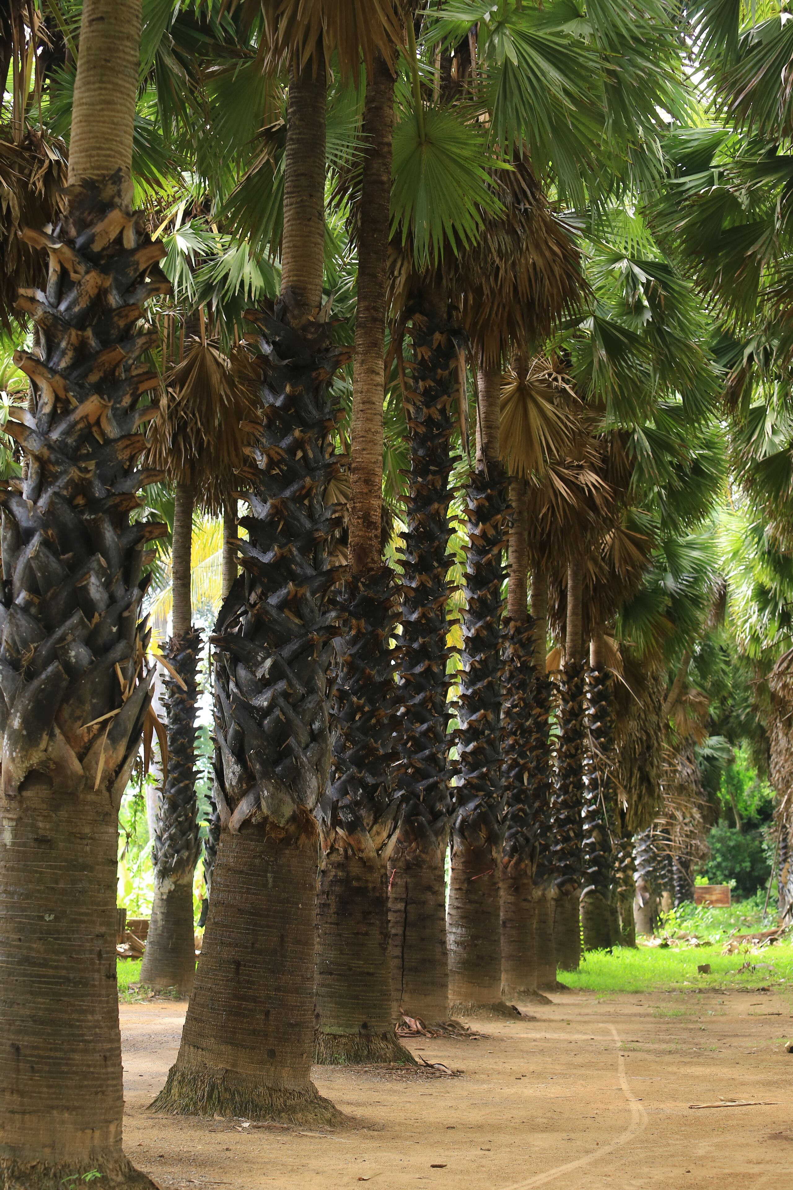 Scenery of Uncle Thanom's Palm Garden (Lung Thanom Sugar Palm Plantation in Ban Lat) Phetchaburi Province, Thailand