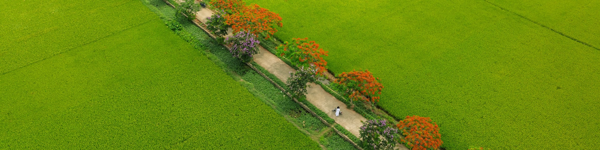 An aerial view of a green agricultural field with a dirt path and trees with red flowers.